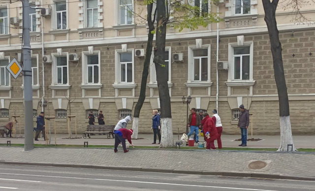 Primăria Chișinău îndeamnă cetățenii să evite văruitul arborilor din oraș