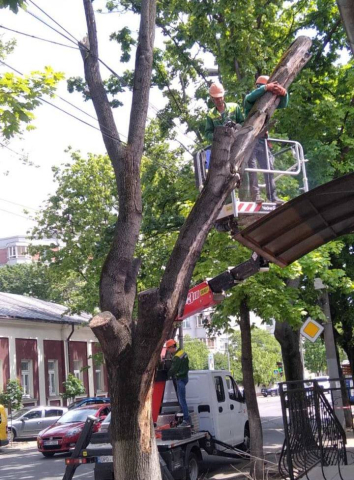 Echipele de profil ale municipalității inspectează arborii care prezintă pericol de prăbușire
