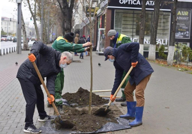 Angajații municipalității, în frunte cu primarul general, au plantat arbori în centrul orașului