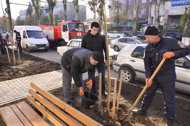 Sădirea copacilor pe strada Sarmizegetusa, recent renovată, sectorul Botanica (Galerie Foto) 