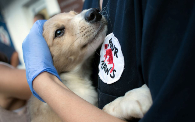 Sterilizarea a 200 de câini fără stăpân din Chișinău, în colaborare cu organizația internațională „FOUR PAWS", Austria 