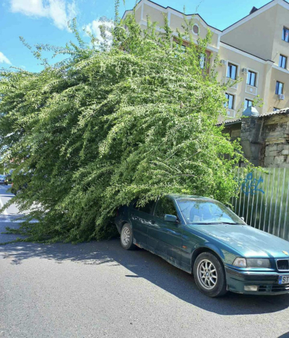 Подробности относительно падения ветки дерева с крыши здания по ул. В. Александри, 80