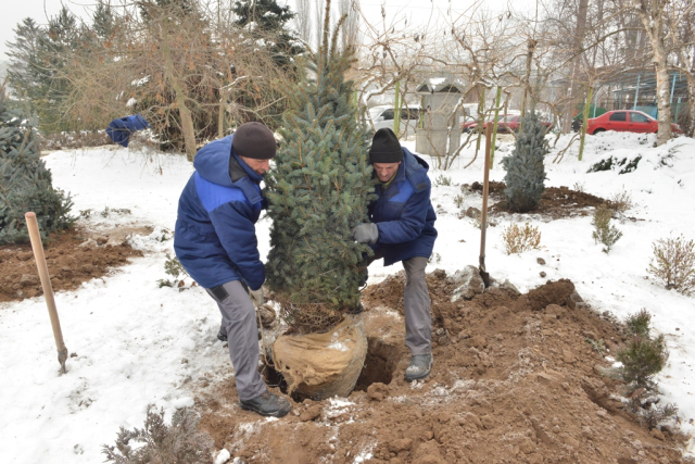 Plantarea unei alei de brazi pe teritoriul Parcului „Dendrariu”