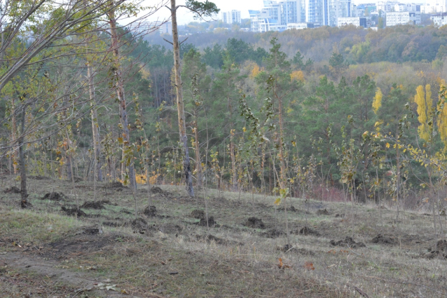 O nouă acțiune de plantare a arborilor în capitală  