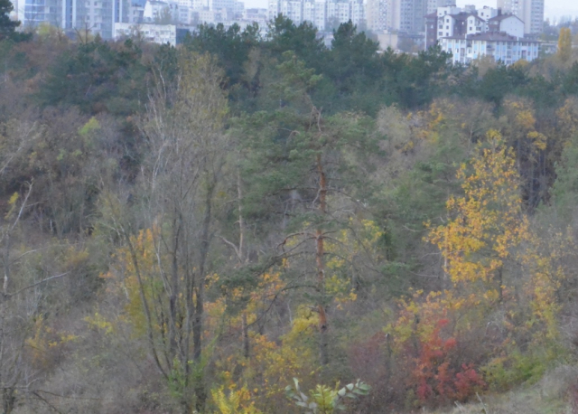 Stabilirea hotarelor Pădurii-Parc din Calea Orheiului