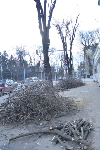 Intervenția serviciilor municipale în vederea curăţirii crengilor şi arborilor bolnavi din capitală