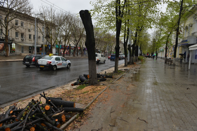 Desfăşurarea lucrărilor de tăiere şi curăţare a arborilor