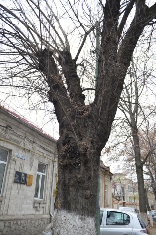 Desfăşurarea lucrărilor de defrişare şi curăţare a arborilor

