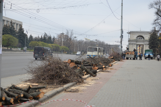 Defrişarea şi curăţarea arborilor pe bd. Ştefan cel Mare şi Sfânt 