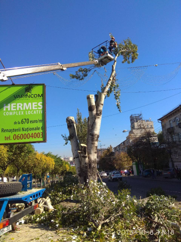 Lucrări planificate de defrişare şi curățare a arborilor din bd. Grigore Vieru