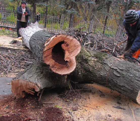 Tăieri de igienă a arborilor în parcurile din Chișinău