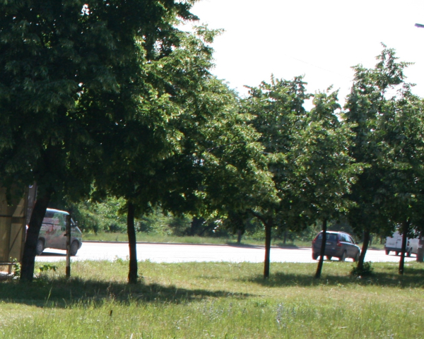 Amenajarea zonei de odihnă şi agrement din Parcul „Râşcani”