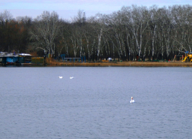 Lebede pe lacul din Parcul „La Izvor”