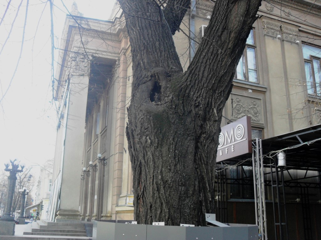 Explicații privind necesitatea intervenției asupra arborilor din zona centrală a capitalei 