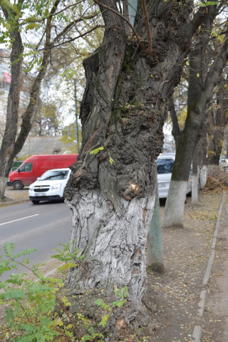 Lucrări de igienă în parcurile și scuarurile din capitală