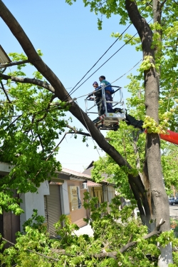 Desfăşurarea lucrărilor autorizate de tăiere a arborilor