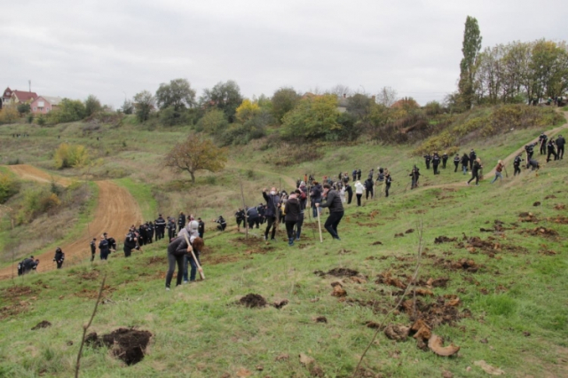 O nouă acțiune de plantare a arborilor pe teritoriul capitalei