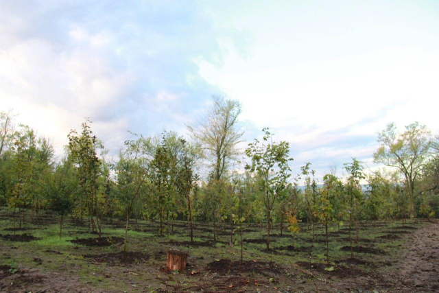 As part of the global campaign "Greening the cities", 2000 trees were planted in Chisinau

