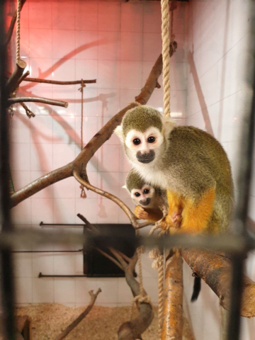 Grădina Zoologică din capitală a achiziționat peste 30 de viețuitoare noi (VIDEO)