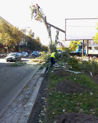 Lucrări planificate de curățare și tăiere arborilor din capitală