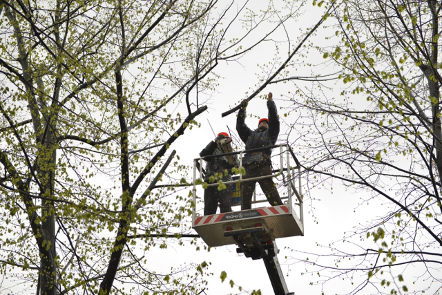 Lucrări planificate de curățare sanitară și tăieri de igienă a arborilor