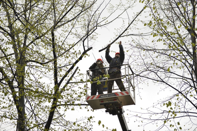 Program zilnic a lucrărilor de curăţare sanitară şi tăieri de igienă a arborilor